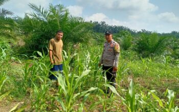 Polsek Tandun Laksanakan Pengecekan Jagung Pipil, Dukung Ketahanan Pangan Nasional di Desa Puo Raya