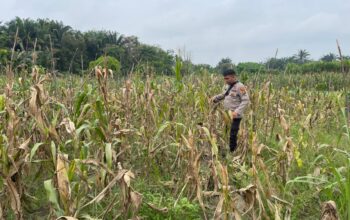 Ketahanan Pangan Berkelanjutan, Polisi Aktif Rawat Kebun Jagung Binaan