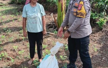 Polsek Tandun Perkuat Pendampingan Petani di Desa Tandun Barat,Dukung Swasembada Pangan Nasional
