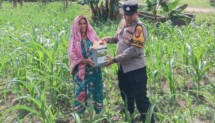 Polsek Tandun Dukung Produktivitas Jagung di Desa Tandun Barat wujud Ketahanan Pangan Nasional