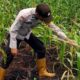 Polsek Teluk Belengkong Melalui Bhabinkamtibmas Aipda. Atprizon Cek Perkembangan Tanaman Jagung Petani