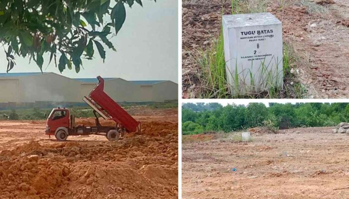 Diduga Ada Pelanggaran, Tugu Batas Hutan Lindung HL 24 Hilang di Tengah Aktivitas Penimbunan Mangrove