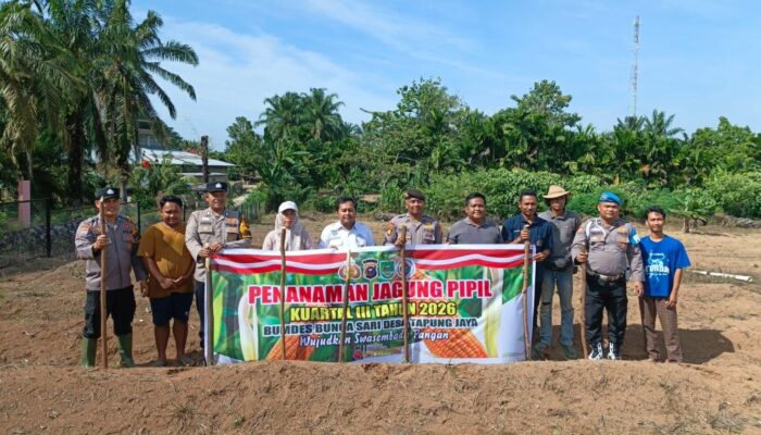 Polsek Tandun Dukung Peningkatan Produksi Jagung, Perkuat Ketahanan Pangan Nasional Desa Tapung Jaya
