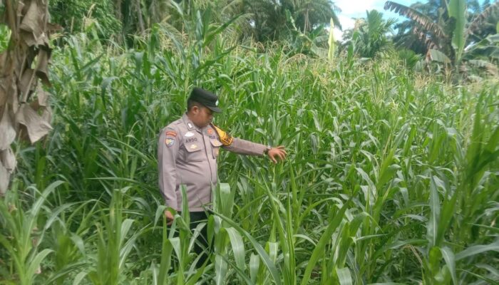 Bhabinkamtibmas Tandun Barat Cek Perkembangan Jagung Program Ketahanan Pangan