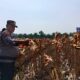 Kapolsek Kampar dan Jajaran Panen 6 Ton Jagung Pipil Kuartal II, Dukung Swasembada Pangan 2026