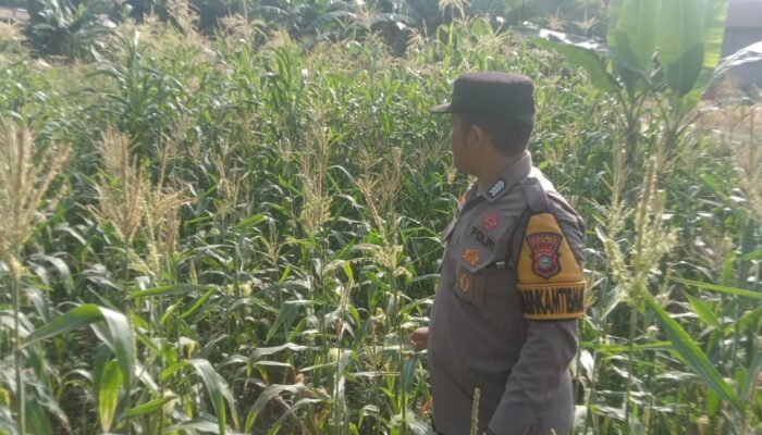 Polsek Tandun Pantau Jagung di Desa Tandun Barat, Perkuat Swasembada Pangan