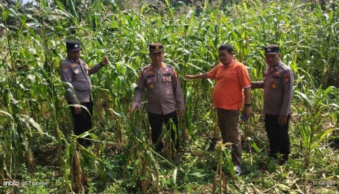 Menjaga Asa Panen, Polsek Tandun Kawal Jagung Ketahanan Pangan