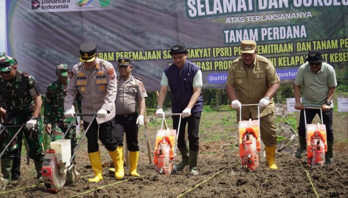 PTPN IV PalmCo Dorong Peremajaan Sawit Rakyat Disertai Tanam Padi Gogo di Asahan