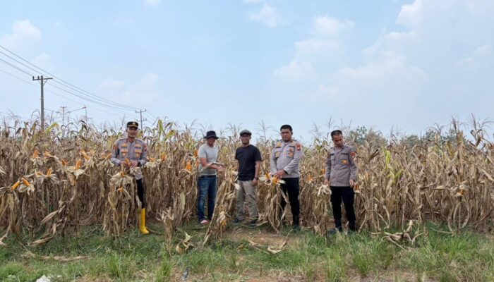 Jelang Panen, Polres Rohul Cek Kesiapan Jagung 6 Hektare Dukung Ketahanan Pangan Nasional