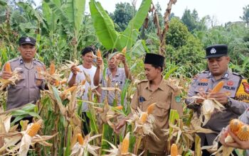 Polsek Tandun Perkuat Swasembada Pangan Panen Jagung kuartal II di Tandun Barat