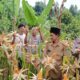 Polsek Tandun Perkuat Swasembada Pangan Panen Jagung kuartal II di Tandun Barat