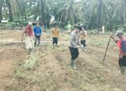 Gerakkan Penanaman Jagung Polsek tandun Dukung Swasembada pangan Nasional