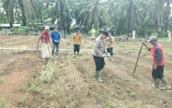 Gerakkan Penanaman Jagung Polsek tandun Dukung Swasembada pangan Nasional