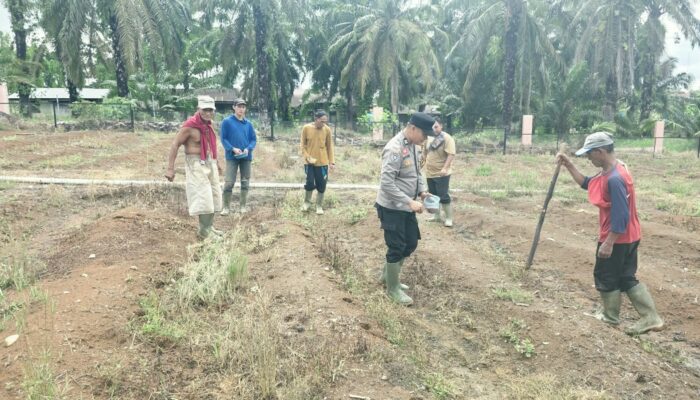 Gerakkan Penanaman Jagung Polsek tandun Dukung Swasembada pangan Nasional