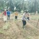 Gerakkan Penanaman Jagung Polsek tandun Dukung Swasembada pangan Nasional