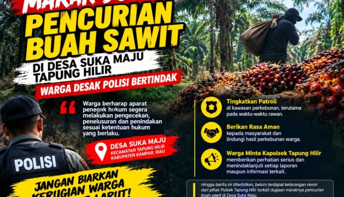 Maraknya Dugaan Pencurian Buah Sawit di Desa Suka Maju, Kecamatan Tapung Hilir, Warga Desak Polisi Bertindak..!!!