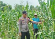 Kapolsek Rambah dan Jajaran Pantau Perkembangan Tanaman Jagung Program Ketahanan Pangan di Muaro Dano