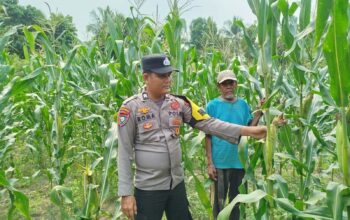 Kapolsek Rambah dan Jajaran Pantau Perkembangan Tanaman Jagung Program Ketahanan Pangan di Muaro Dano