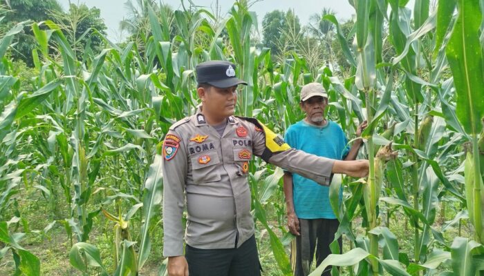 Kapolsek Rambah dan Jajaran Pantau Perkembangan Tanaman Jagung Program Ketahanan Pangan di Muaro Dano