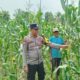 Kapolsek Rambah dan Jajaran Pantau Perkembangan Tanaman Jagung Program Ketahanan Pangan di Muaro Dano