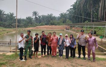 Panen Lele Program Ketahanan Pangan Desa Koto Tandun Capai 150 Kilogram, Warga Kebagian Hasil
