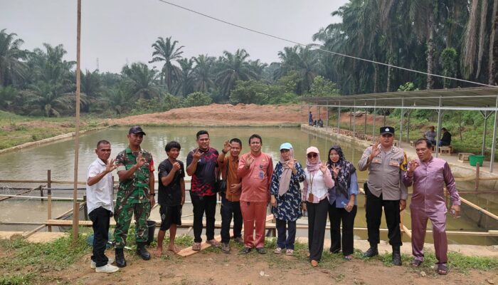 Panen Lele Program Ketahanan Pangan Desa Koto Tandun Capai 150 Kilogram, Warga Kebagian Hasil