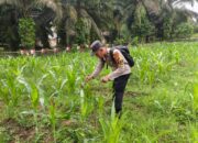 Polsek Tandun Cek Jagung Usia 43 Hari Ketahanan Pangan Desa Dayo