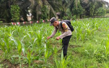 Polsek Tandun Cek Jagung Usia 43 Hari Ketahanan Pangan Desa Dayo