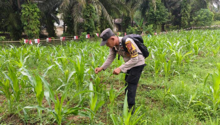 Polsek Tandun Cek Jagung Usia 43 Hari Ketahanan Pangan Desa Dayo