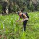 Polsek Tandun Cek Jagung Usia 43 Hari Ketahanan Pangan Desa Dayo