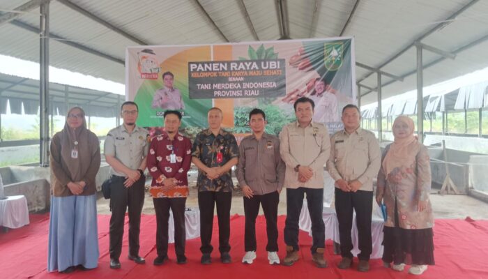 Panen Raya Ubi di Riau, DPP Tani Merdeka Dorong Pembangunan Pabrik Ubi Untuk Perkuat Ekonomi Petani 