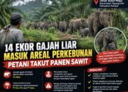 14 EKOR GAJAH LIAR MASUK AREAL PERKEBUNAN DI TAPUNG HILIR, PETANI TAKUT PANEN SAWIT