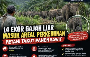 14 EKOR GAJAH LIAR MASUK AREAL PERKEBUNAN DI TAPUNG HILIR, PETANI TAKUT PANEN SAWIT