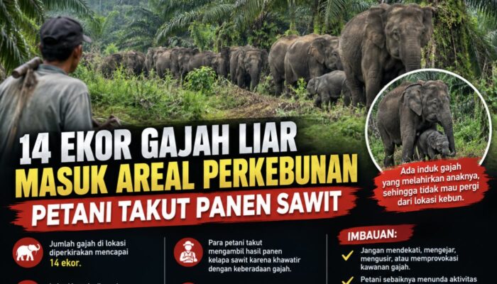 14 EKOR GAJAH LIAR MASUK AREAL PERKEBUNAN DI TAPUNG HILIR, PETANI TAKUT PANEN SAWIT