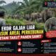 14 EKOR GAJAH LIAR MASUK AREAL PERKEBUNAN DI TAPUNG HILIR, PETANI TAKUT PANEN SAWIT