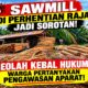 Sawmill di Perhentian Raja Jadi Sorotan, Warga Pertanyakan Kinerja APH Seolah Kebal Hukum..!!